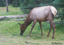 Cervus elaphus nelsoni